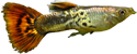 Poecilia reticulata Macho Poecilia reticulata Macho